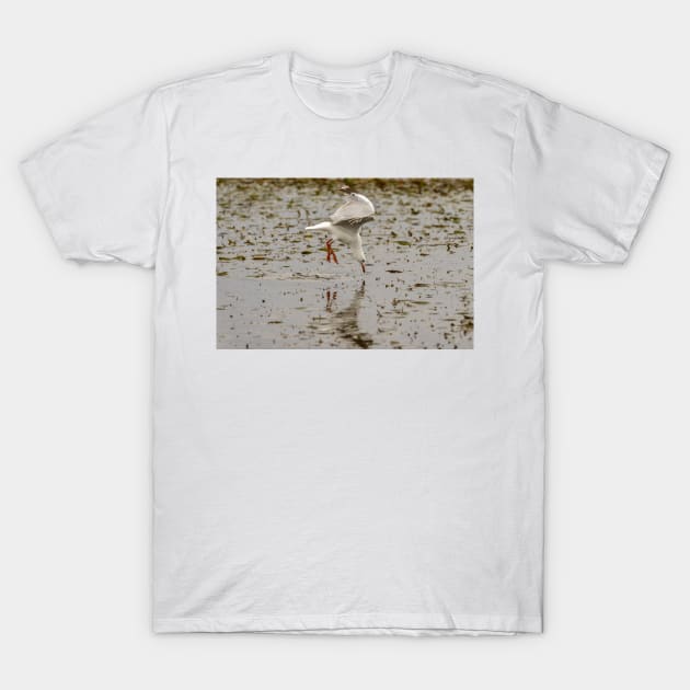 Gull Fishing 01 T-Shirt by fotoWerner